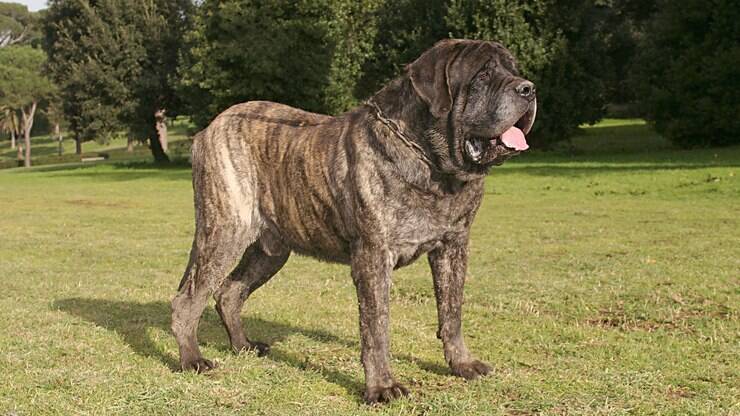 Conheça Hulk, o maior cachorro do mundo