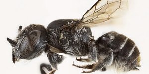 Abelha com chifres apelidada de "Lúcifer" é descoberta