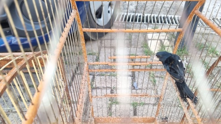 GCM de Valinhos apreende 30 aves e prende quatro em operações