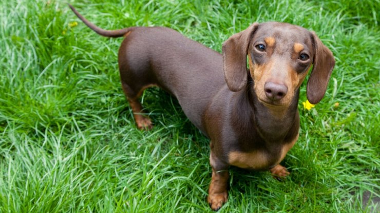 Dachshund: conheça a raça do famoso salsicha