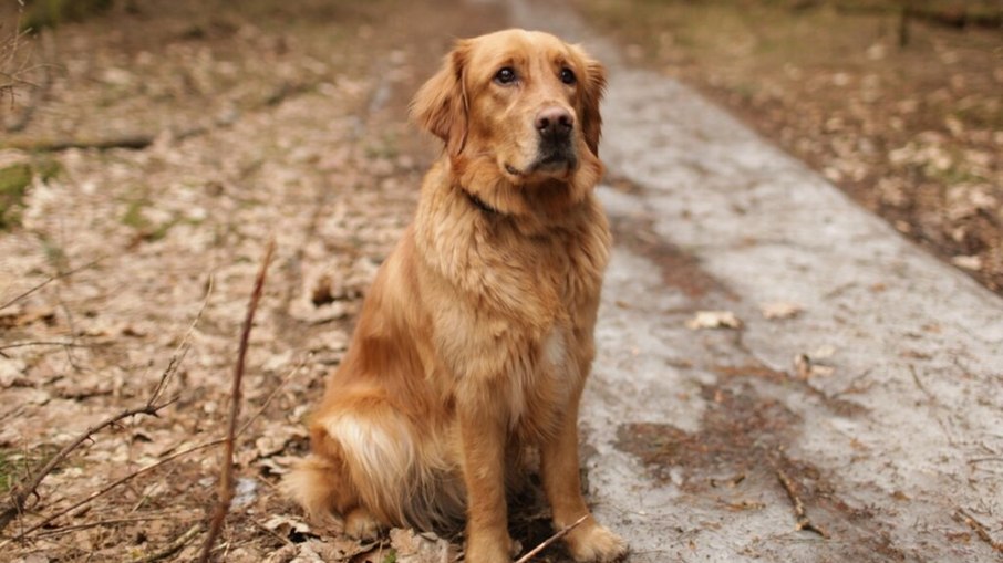 O Golden Retriever é um cão de grande porte, peludo, forte, dócil, amigável e brincalhão. O Golden Retriever é um cão de grande porte, peludo, forte, dócil, amigável e brincalhão.