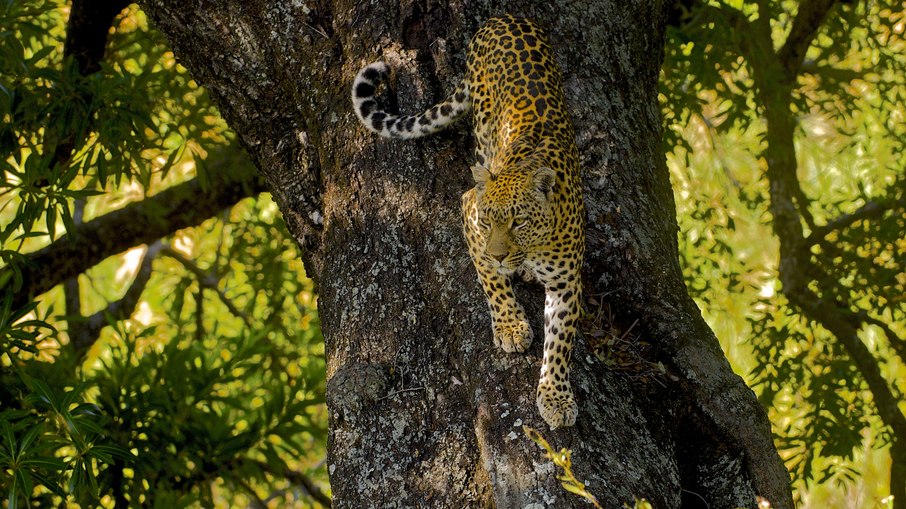 Ataques mortais do leopardo-asiático se tornaram problema frequente na Índia Ataques mortais do leopardo-asiático se tornaram problema frequente na Índia