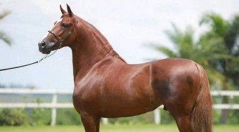 Conhe%C3%A7a%20o%20cavalo%20Mangalarga%20Marchador%20mais%20valioso