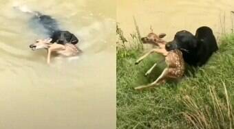 Cachorro salva filhote de cervo que ficou preso em rio