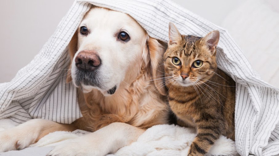 Veja 7 cuidados essenciais com cães durante o frio intenso