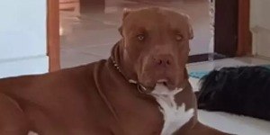 E se meu cão ferir alguém? Entenda as possíveis consequências