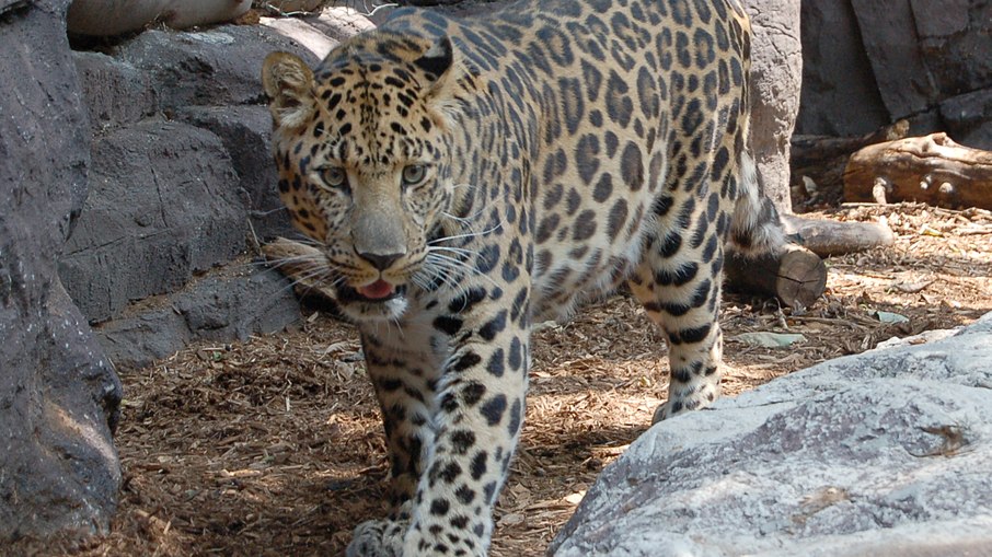 Ataques mortais do leopardo-asiático se tornaram problema frequente na Índia Ataques mortais do leopardo-asiático se tornaram problema frequente na Índia