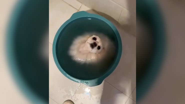 Lulu da Pomerânia se "derrete" em balde para fugir do calor