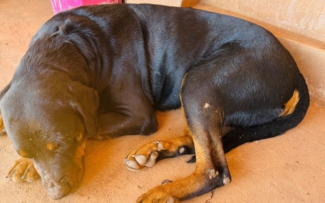 Rottweiler resgatado após abandono busca adoção responsável em Araraquara