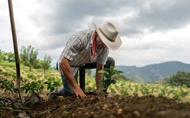 Mais de 35% dos produtores rurais não obtém crédito agrícola