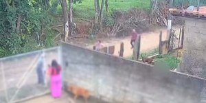 Bebê de 11 meses morre após ataque de pitbull em Socorro (SP)