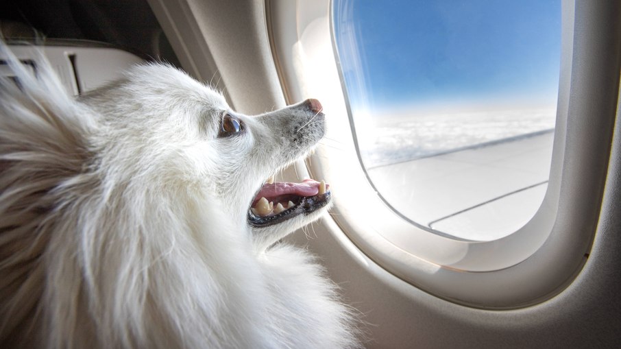 Para viajar de avião com o pet, mesmo de apoio emocional, é preciso seguir vários passos