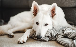 Um guia completo sobre o Pastor Alemão Branco - Portal do Dog