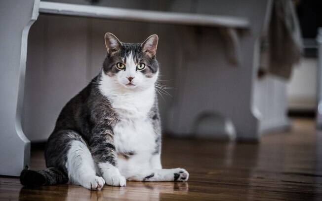 Obesidade felina é um problema que atinge gatos domésticos