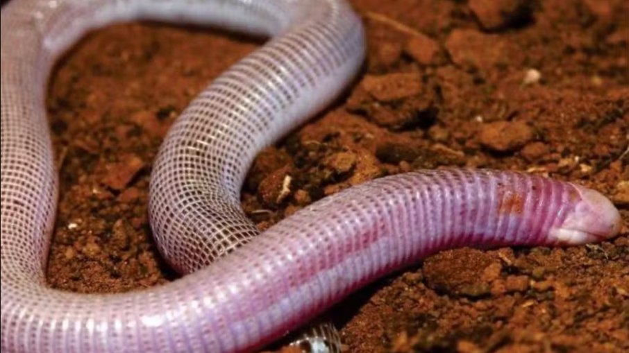 Cobra-de-duas-cabeças