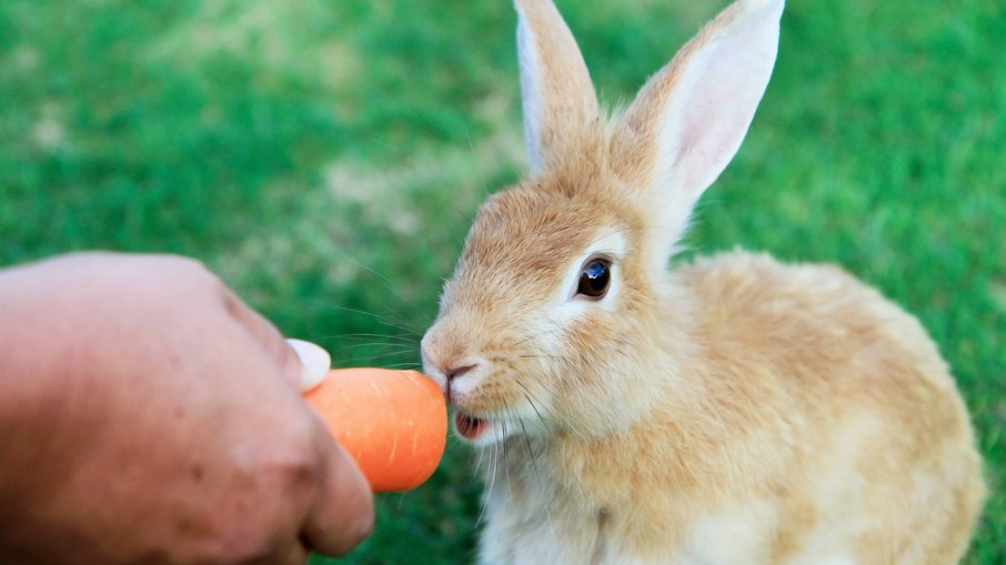 A dieta dos coelhos é composta principalmente por vegetais 