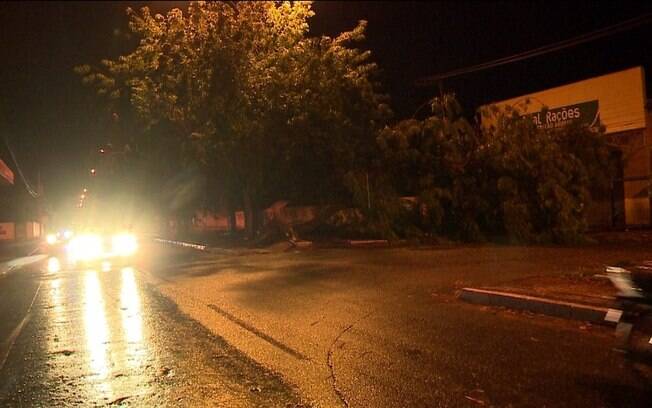 Árvores caem após forte chuva em Teresina que deixa a população sem luz 