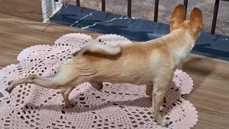 Pinscher%20surpreende%20ao%20limpar%20as%20patinhas%20antes%20de%20entrar%20em%20casa