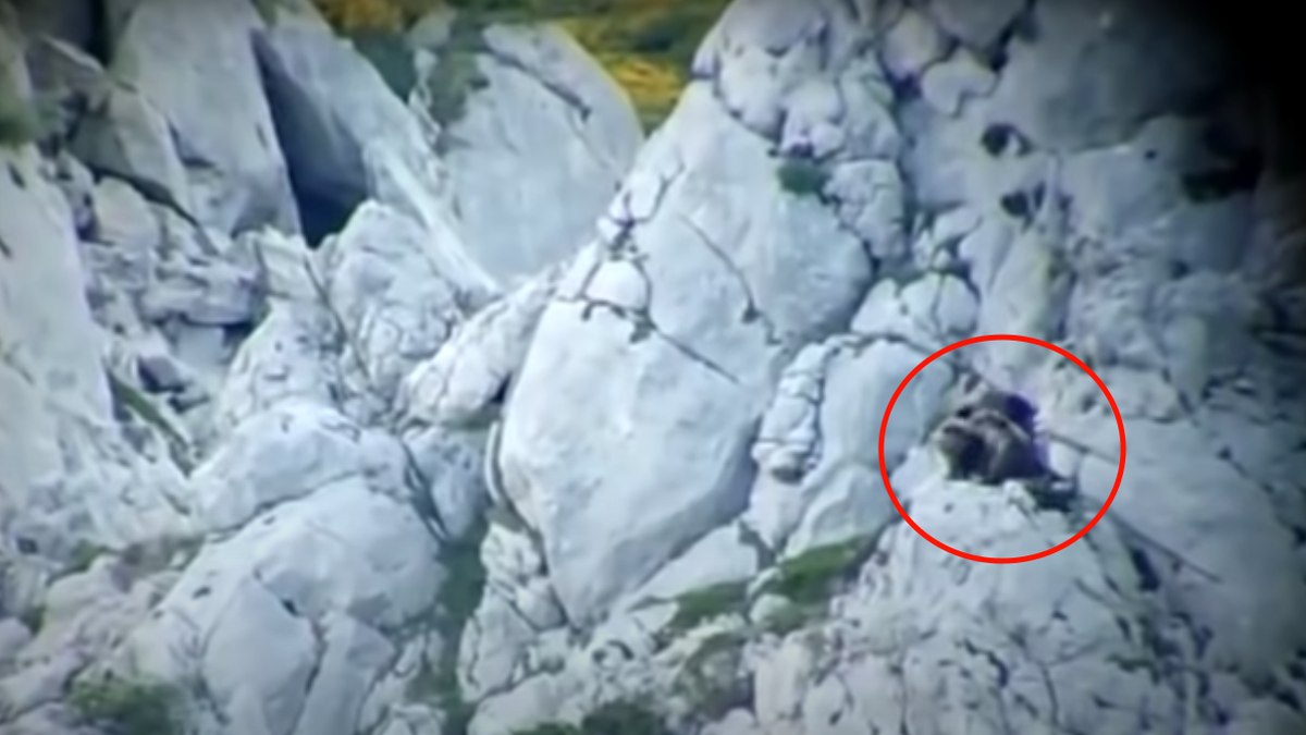 Urso cai de penhasco após briga com fêmea em montanha na Espanha