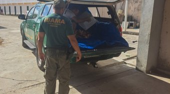 Ibama%20apreende%201%20tonelada%20de%20pargo%20amea%C3%A7ado%20de%20extin%C3%A7%C3%A3o