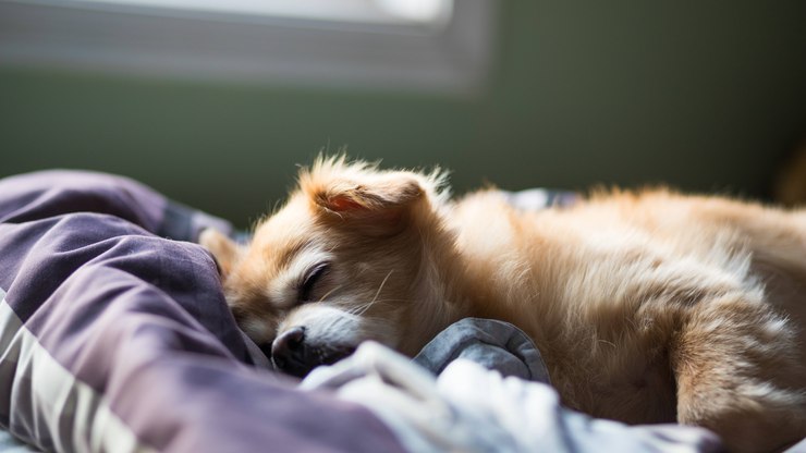 Pet%20idoso%20dorme%20mais%3F%20Veja%20quando%20isso%20pode%20ser%20um%20alerta