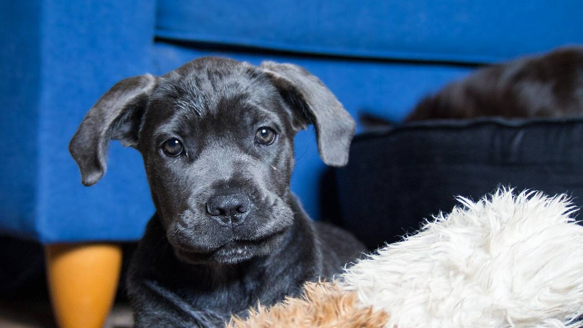Guia de Raças: conheça o Cane Corso, um cão de guerra dócil e protetor