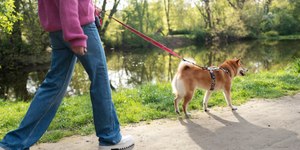 Passear com cães vira crime em 20 cidades do Irã