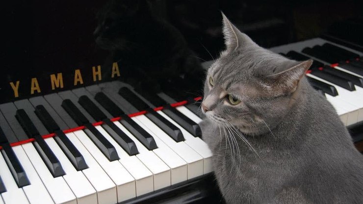 Gata tem recorde mundial por tocar em concerto musical