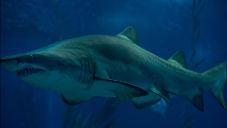 4 ataques de tubarões em apenas 2 dias fecham praias na Austrália