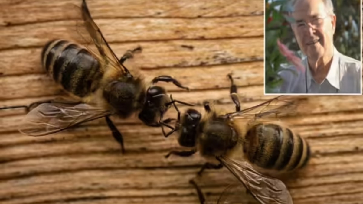 26 abelhas rainhas importadas da África do Sul deram origem a uma espécie híbrida brasileira chamada de Abelhas Africanas