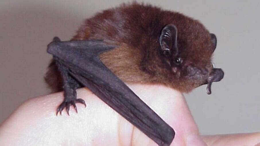 Morcego de cauda longa ganha prêmio de pássaro do ano