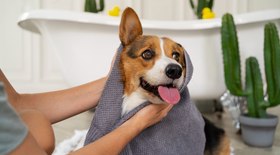 É saudável banhos frequentes nos pets? Especialista responde