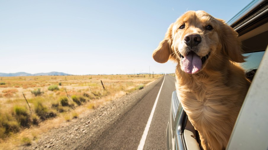 O seguro viagem para pets é indicado para todas as viagens a passeio, seja de carro, ônibus ou avião