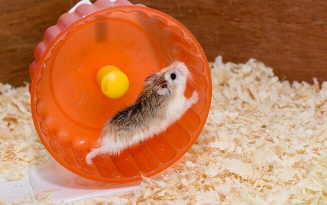 Instalar uma rodinha na gaiola é uma dos métodos mais tradicionais para o hamster se exercitar