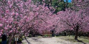 Parque da Cerejeira de Campos do Jordão lança visitação guiada
