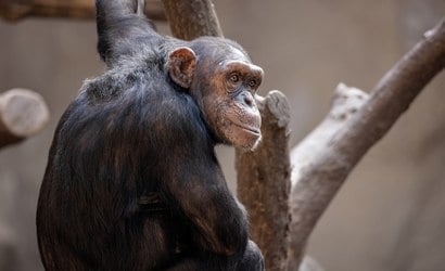 Planeta dos Macacos: cientistas revelam que chimpanzés "falam inglês"