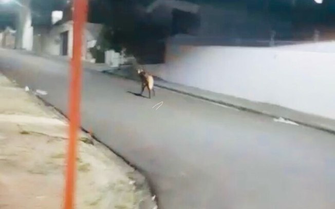 Lobo-guará é avistado na região da rodoviária durante a madrugada Lobo-guará é avistado na região da rodoviária durante a madrugada