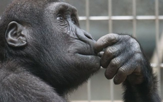 Chimpanzés reconhecem rostos familiares após décadas