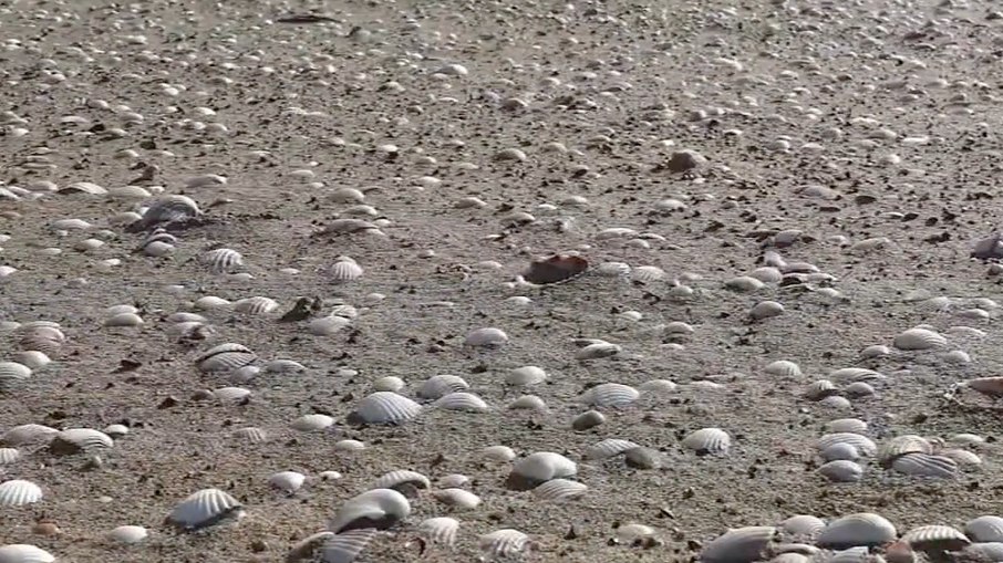 Crianças pensavam estar coletando conchas em praia da Califórnia