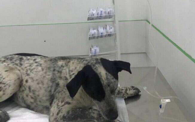 Cachorro é baleado e levado à clínica veterinária para ser socorrido