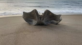 Artefato de animal que pesa 40 toneladas aparece na praia; veja