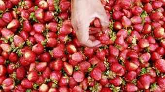 Fruta%20do%20amor%20conquista%20cora%C3%A7%C3%B5es%20no%20Dia%20dos%20Namorados