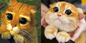 Cães e gatos precisam de ‘exame de vista’? Especialistas respondem