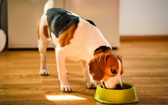 Conheça os benefícios da alimentação natural para os cachorros