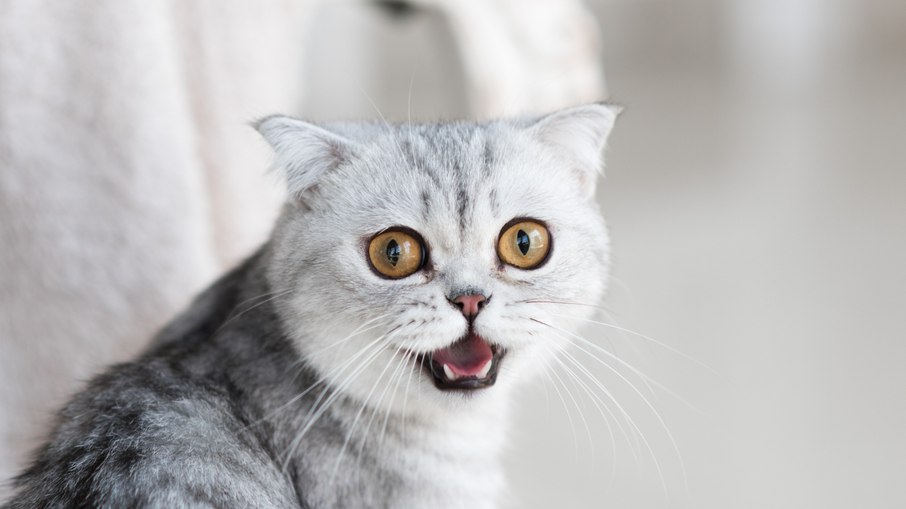 Medo de pepino em gatos: brincadeira ou perigo? Medo de pepino em gatos: brincadeira ou perigo?