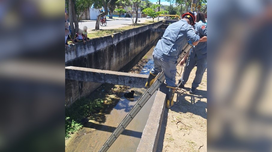 Cachorro cego é resgatado após cair em canal de drenagem 