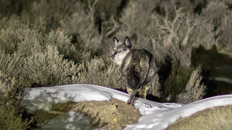 Lobos%20cinzentos%20reintroduzidos%20na%20natureza%20est%C3%A3o%20morrendo%20nos%20EUA