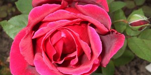 Estudo revela que pétalas de rosas seguem geometria única	