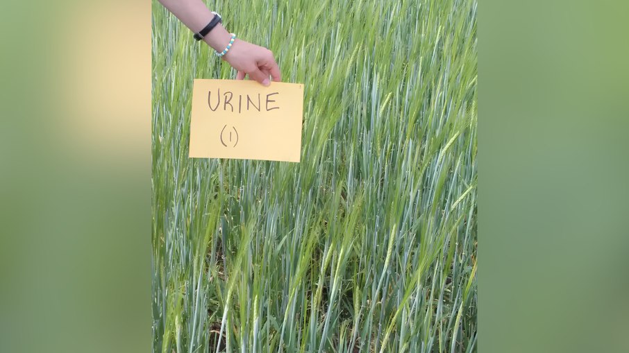 Lavoura sueca foi adubada com Granurin, fertilizante produzido através da urina