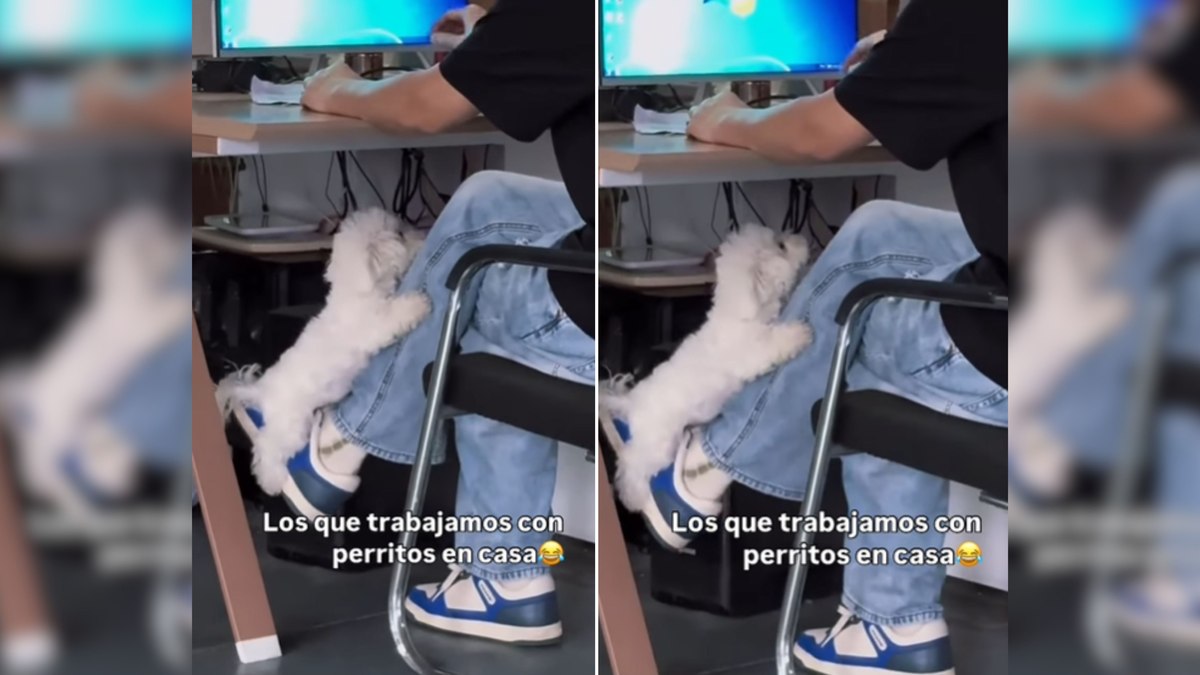 Cão é flagrado descansando em perna de tutor Cão é flagrado descansando em perna de tutor